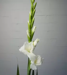 gladiolus-belyj gladiolus-belyj