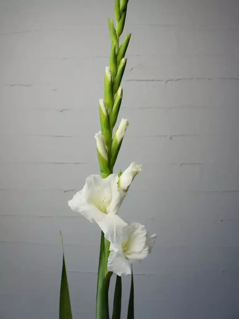 gladiolus-belyj gladiolus-belyj