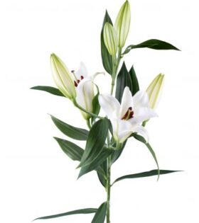 6ASxv9sk-hAk8wHlgSvJKdPi_LmYNloY 6ASxv9sk-hAk8wHlgSvJKdPi_LmYNloY