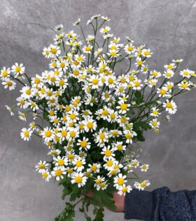tanacetum3-auto_width_1333 tanacetum3-auto_width_1333