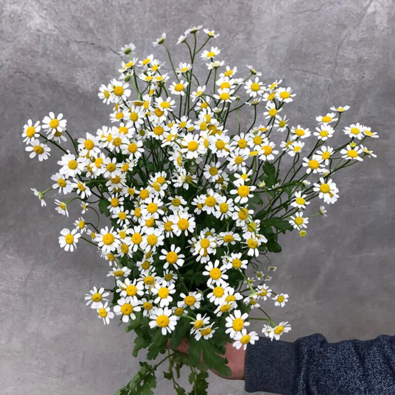 tanacetum3-auto_width_1333 tanacetum3-auto_width_1333