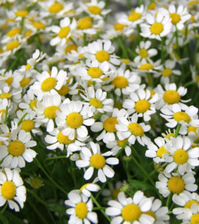tanacetum_0 tanacetum_0