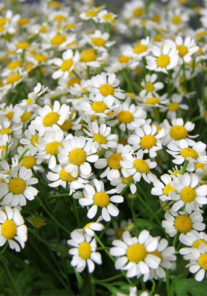 tanacetum_0 tanacetum_0